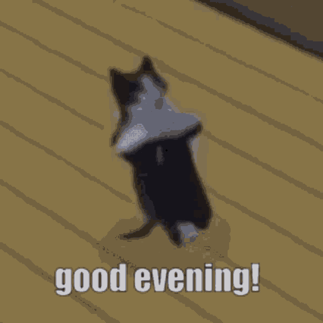 Good Evening Cat Breakdancing GIF - Good Evening Cat Breakdancing GIFs