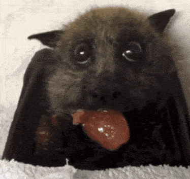 a close up of a bat eating a piece of meat .