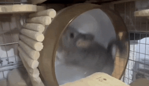 a chinchilla is running in a hamster wheel