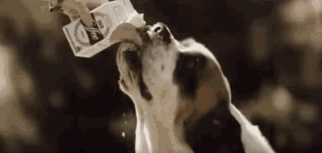 a brown and white dog is drinking from a carton of milk .