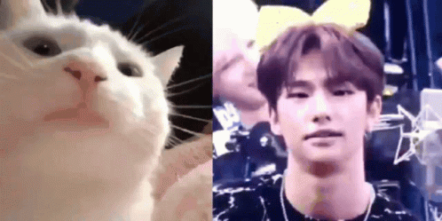 Hyunjin Reaction Hyunjin Cat GIF - Hyunjin Reaction Hyunjin Cat GIFs