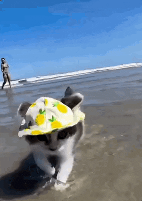 a cat wearing a hat and sunglasses is swimming in the ocean .