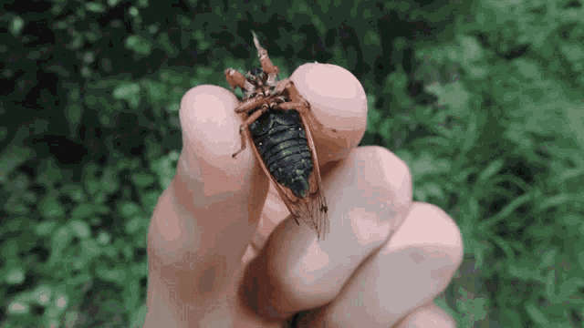 Bug Bugs GIF - Bug Bugs Helpless GIFs