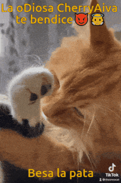 a picture of a cat with the caption la odiosa cherry aiva te bendice besa la pata