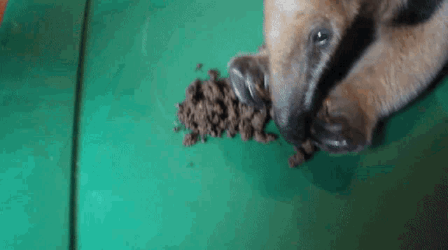 a dog laying on a green surface with a pile of dirt coming out of its mouth