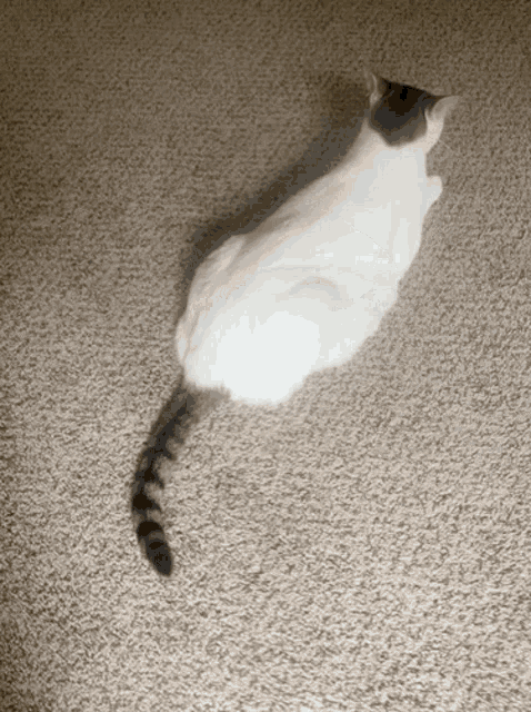 a white cat with a black tail is laying on a carpet