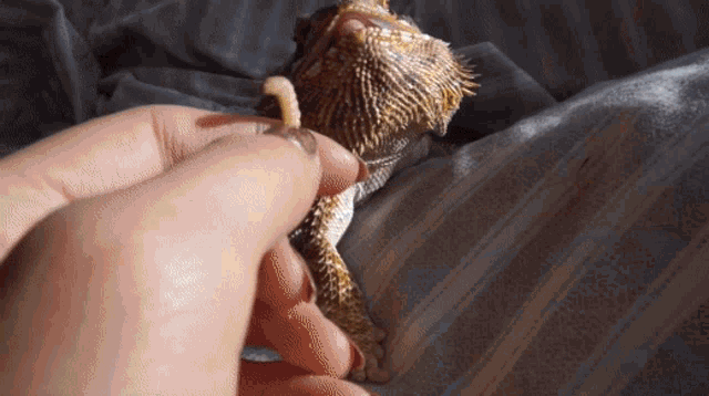 Why Do Bearded Dragons Make Good Pets GIF - Why Do Bearded Dragons Make Good Pets GIFs