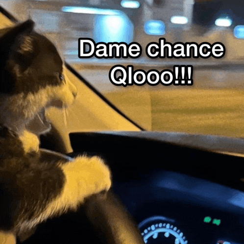 a black and white cat is driving a car with the words dame chance qloo written on the bottom