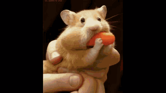 a picture of a hamster eating a carrot with the words when i 'm reading pd 's responses below it