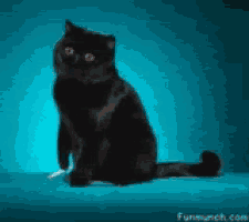 a black cat is sitting on a blue surface with funmunch.com in the corner