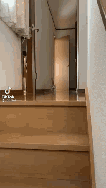 a cat is walking down a set of stairs with a tiktok watermark
