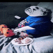 a dog wearing a blue shirt with a cartoon character on it sits on a bed next to a plate of food