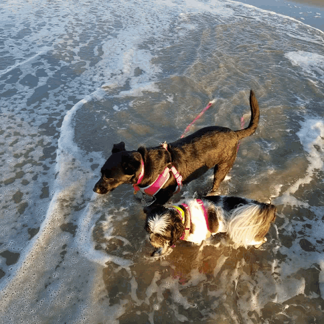 Moonwalking Dogs GIF - Moonwalking Dogs Beach GIFs