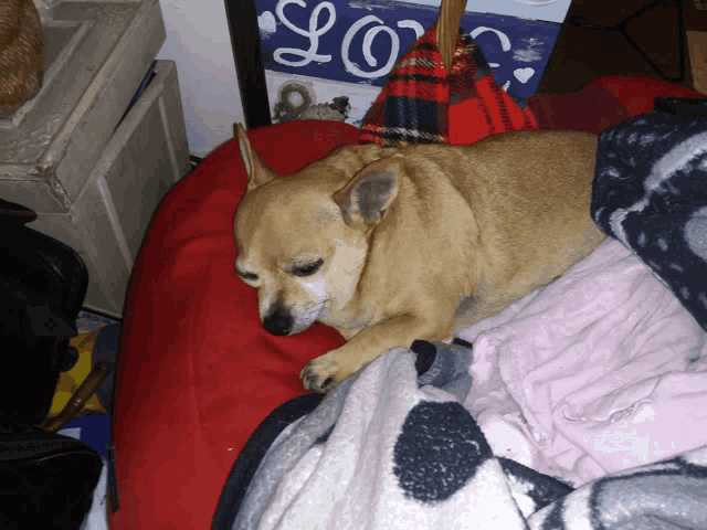 a dog is laying on a red bean bag chair with a sign that says love in the background