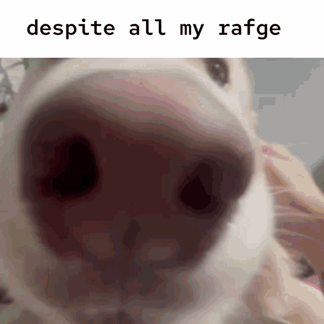 a close up of a dog 's nose with the words " despite all my rafge " below it