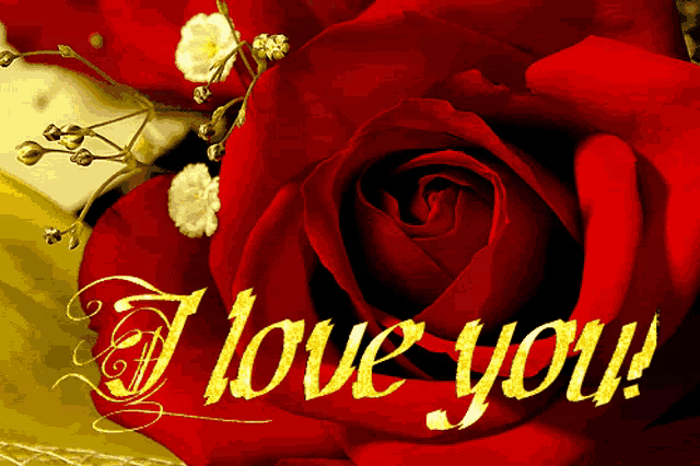 a red rose with the words i love you written in gold