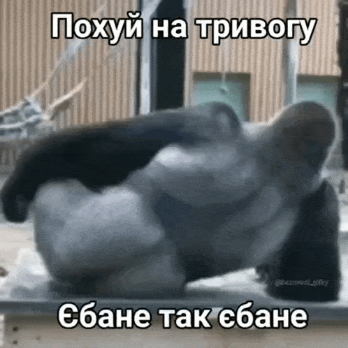 a gorilla is laying down with a foreign language caption