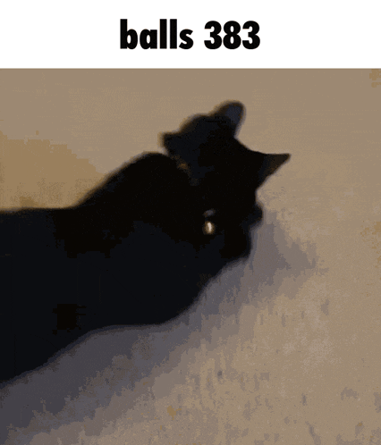 a black cat is laying on the floor with the words balls 383 below it