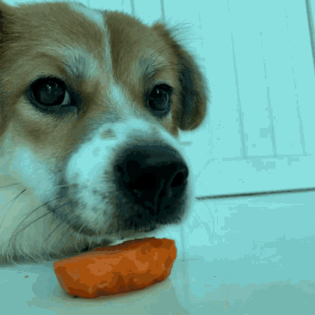 a close up of a dog eating a piece of carrot