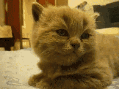 a close up of a cat laying on a bed with its head on its paws .
