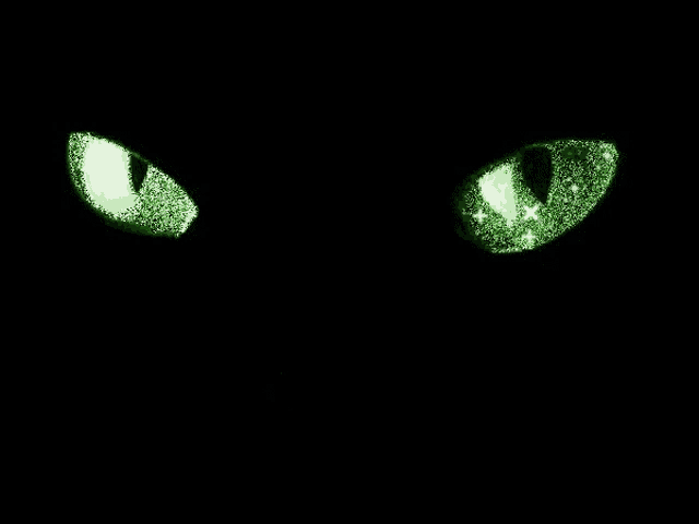 a pair of green cat eyes glowing in the dark