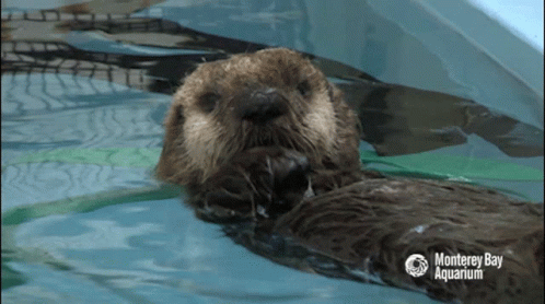 Sea Otter Disbelief GIF - Sea Otter Disbelief Confused GIFs