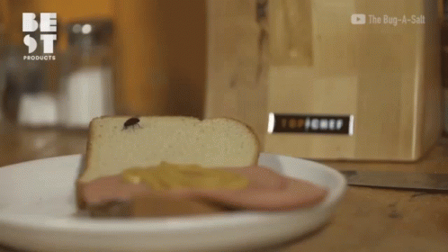 Mosquito Dead Fly GIF - Mosquito Dead Fly Fly On Bread GIFs