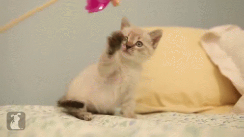 Pretty Kitty Learns To Spin A Pinwheel GIF - Cute Pets Cats GIFs