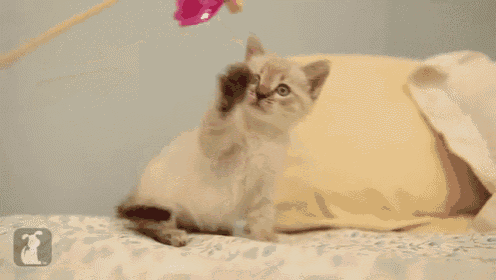 a kitten is playing with a pink toy on a table .
