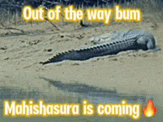 a picture of a crocodile on the beach with the caption out of the way bum mahishasura is coming