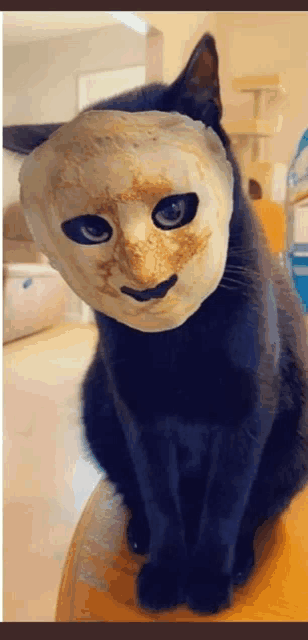 a black cat is wearing a mask on its head