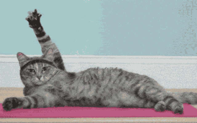 Cat Yoga GIF - Cat Yoga Self Care GIFs