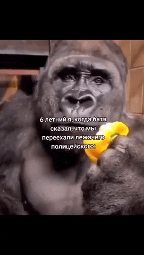 a gorilla is eating a banana in a russian language .