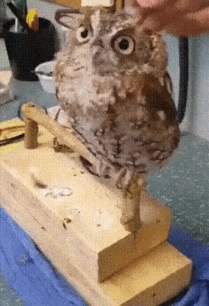 Owl Pet GIF - Owl Pet Cuddle GIFs