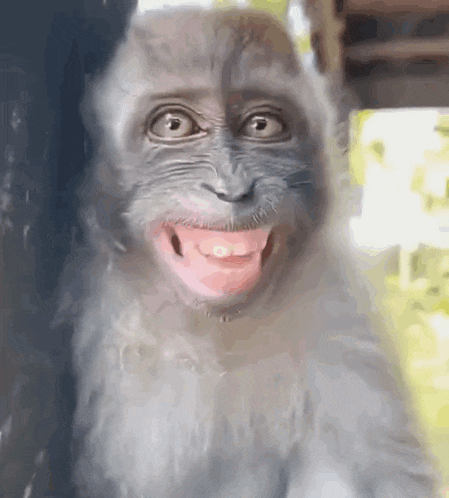 Laughing Laughing Monkey GIF - Laughing Laughing Monkey Monkey Laughing GIFs