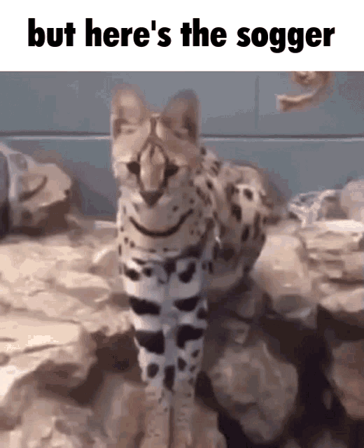 Cat Sogga GIF - Cat Sogga Jump GIFs