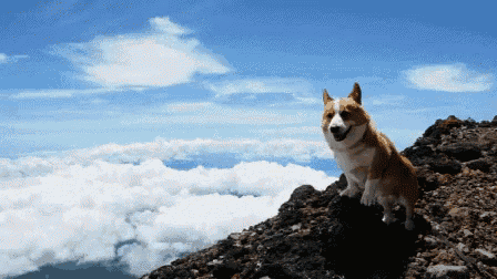 a dog sitting on top of a rocky hill with a blue sky and clouds in the background