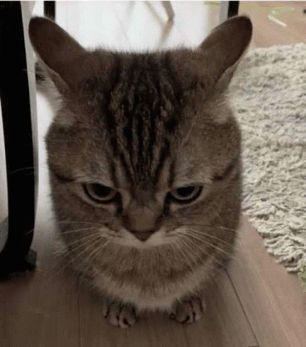 a cat is sitting on the floor and looking at the camera with an angry look on its face .