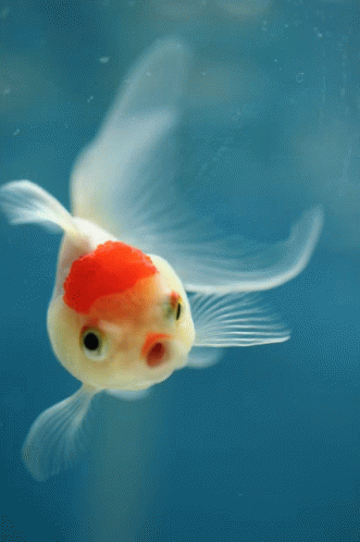 Fish Cute GIF - Fish Cute Cute Fish GIFs