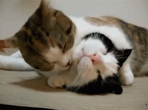 Cat Licking GIF - Cat Licking Relax GIFs
