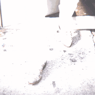 a close up of a person 's feet with the word jotazx.ae on the bottom