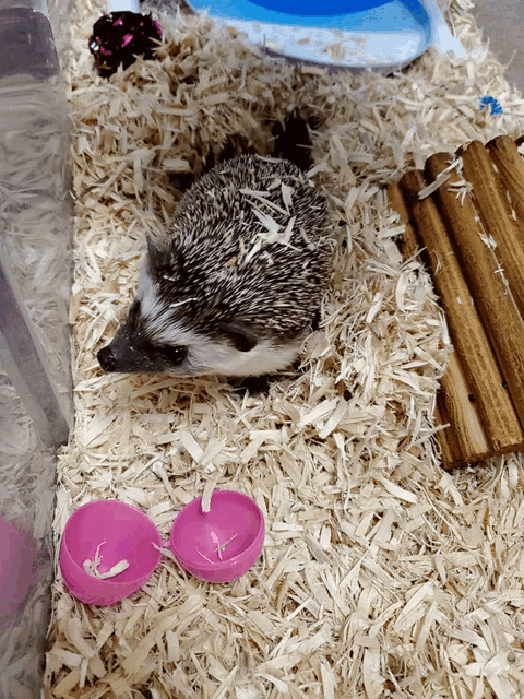 a hedgehog is laying in a pile of wood shavings