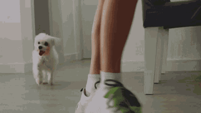 a person is standing next to a small white dog
