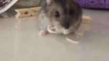 Hamster Winterwhite GIF - Hamster Winterwhite Seed GIFs