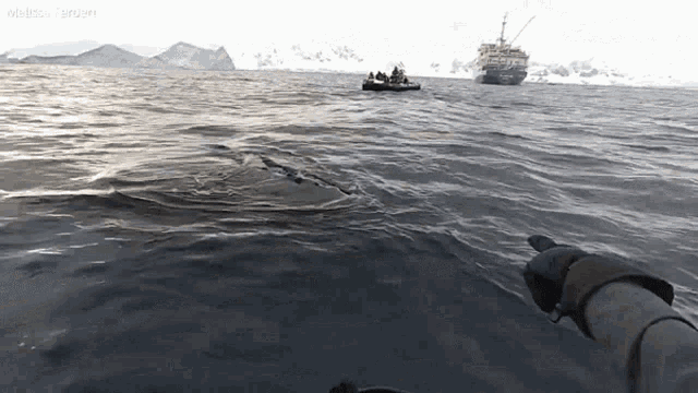 Whale Point Out GIF - Whale Point Out Ocean GIFs