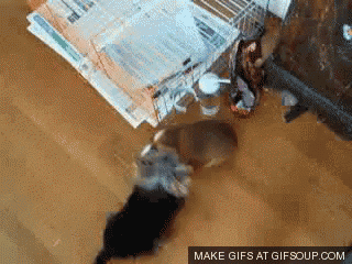 a gif that says make gifs at gifsoup.com is displayed