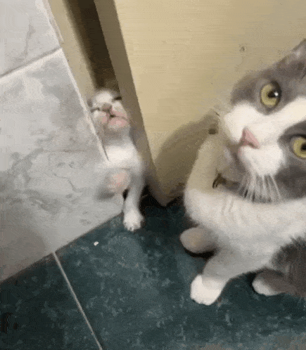 Cat Stuck In Door GIF - Cat Stuck In Door Cat GIFs