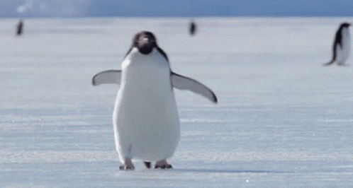 Snow Penguin GIF - Snow Penguin Walking GIFs