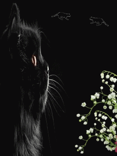 Black Cat GIF - Black Cat Animation GIFs