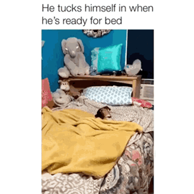 a picture of a dog laying on a bed with the caption he tucks himself in when he is ready for bed